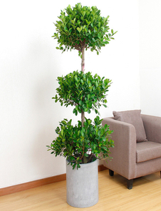 杭州湾花卉租摆方案