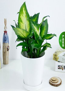 前湾绿植出租专业 前湾绿植出租专业